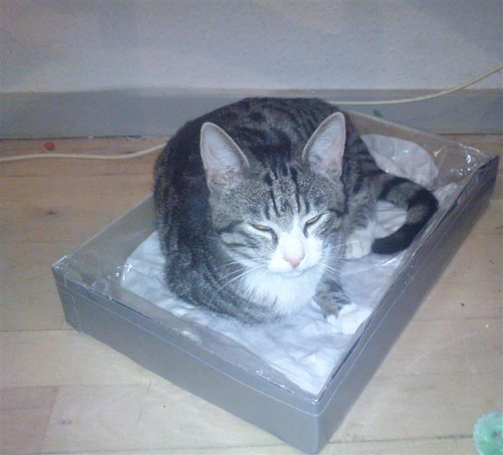 Blanding af racer Speedy - aaarg , okay . så tag et billede :) Men så vil jeg også sove. billede 18