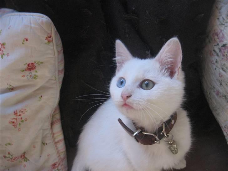 Blanding af racer Charmetrolden Bamse - Velkommen til bamses profil ;) ! hans øjne er IKKE redigeret ;) billede 1