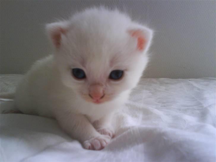 Blanding af racer Charmetrolden Bamse billede 2