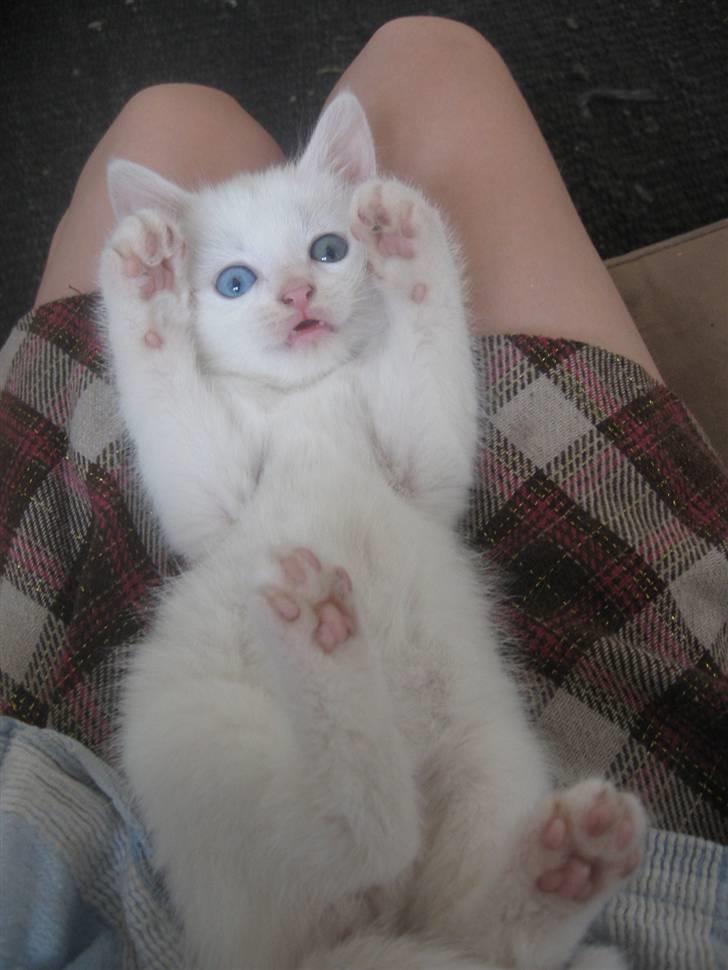 Blanding af racer Charmetrolden Bamse - Buhh! hvor mega nuttet har man lige l0v at være? :´D? <3 billede 3