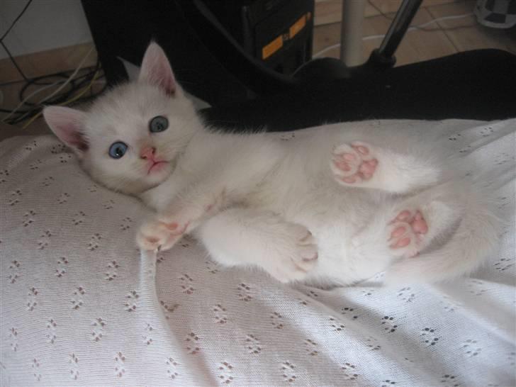 Blanding af racer Charmetrolden Bamse - og her har vi ham igen! "er jeg ikk sød??" <3333 billede 4