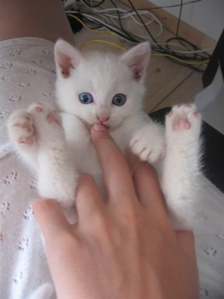 Blanding af racer Charmetrolden Bamse - Kan man mon få nok af at se ham?? :D billede 5