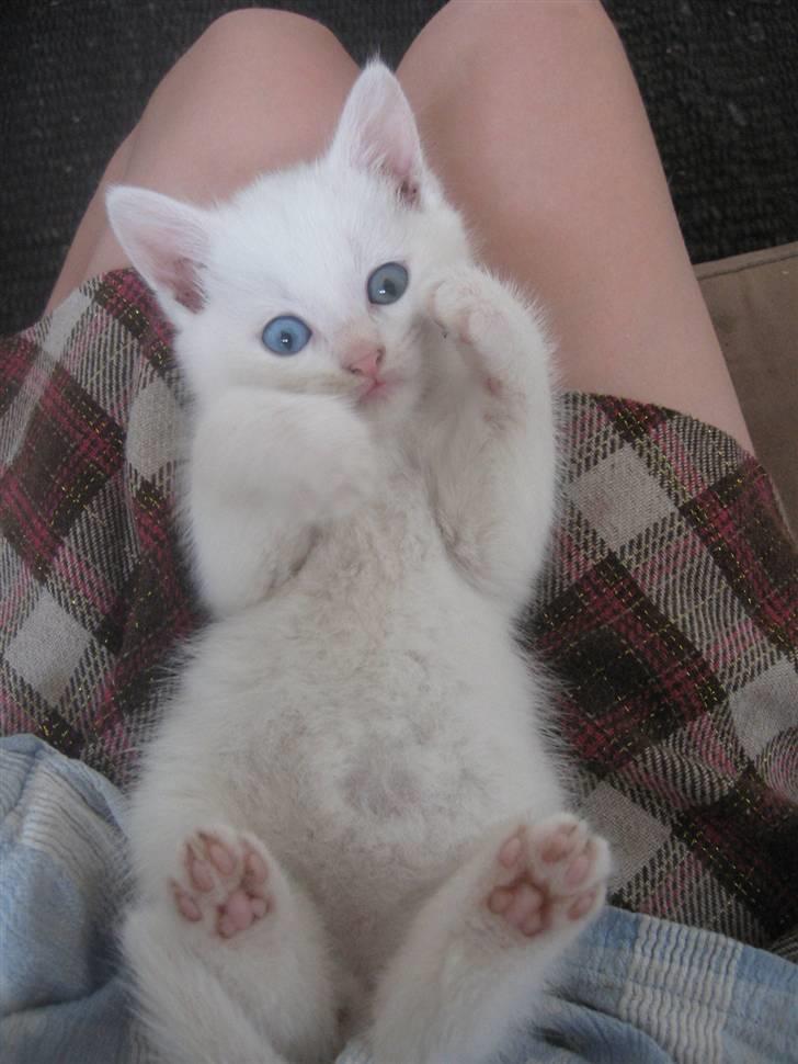 Blanding af racer Charmetrolden Bamse - Nej! man kan ikke for nok af at se ham! jeg elsker bare det her billede!  billede 6