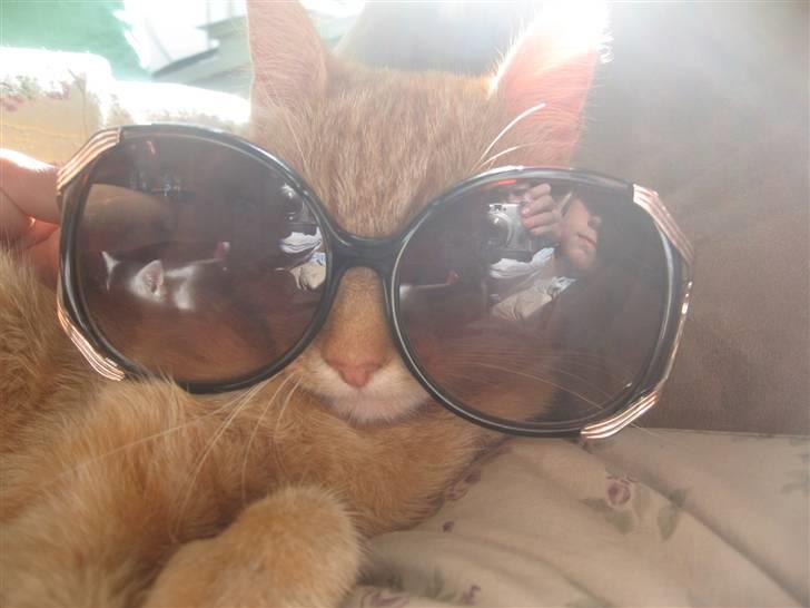 Blanding af racer Den søde Røde R.I.P  - uuh? se liige hvor cool jeg er med de her solbriller! billede 10