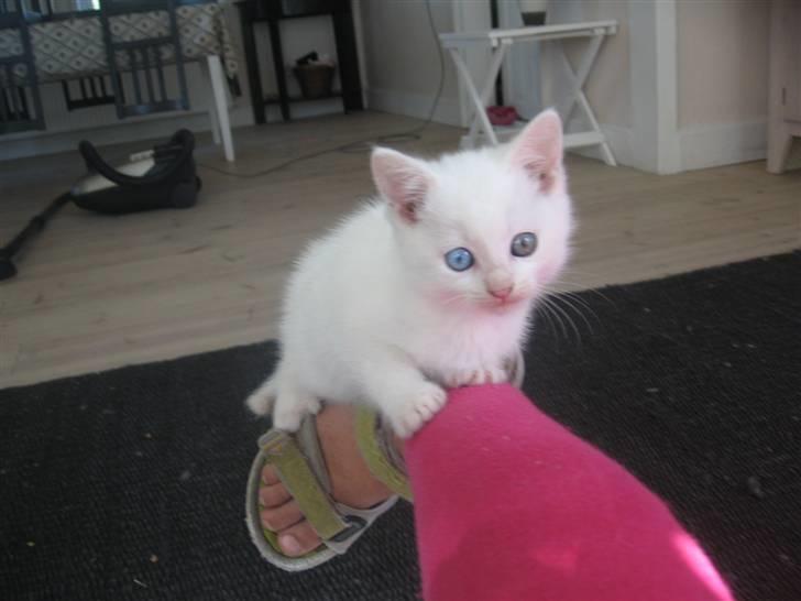 Blanding af racer Charmetrolden Bamse billede 7