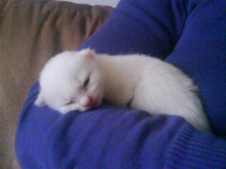 Blanding af racer Charmetrolden Bamse - her var han heeelt lille killing og sover :D billede 8