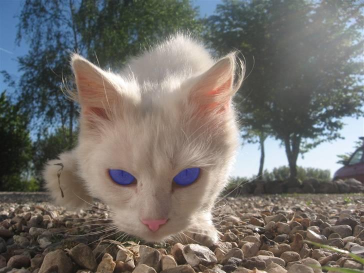 Norsk Skovkat Den smukke Bubbi - suuper billede som min far har taget..! jaa har liige redigeret hendes øjne hhaha! billede 7