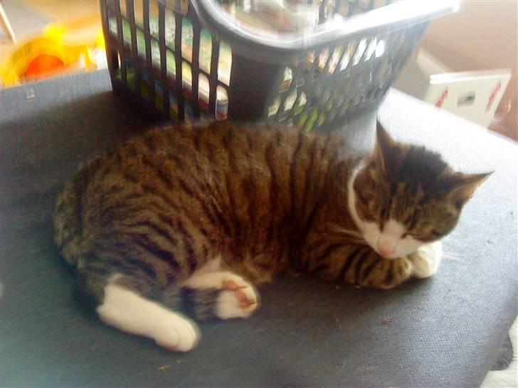 Blanding af racer Hubert //Død// billede 1