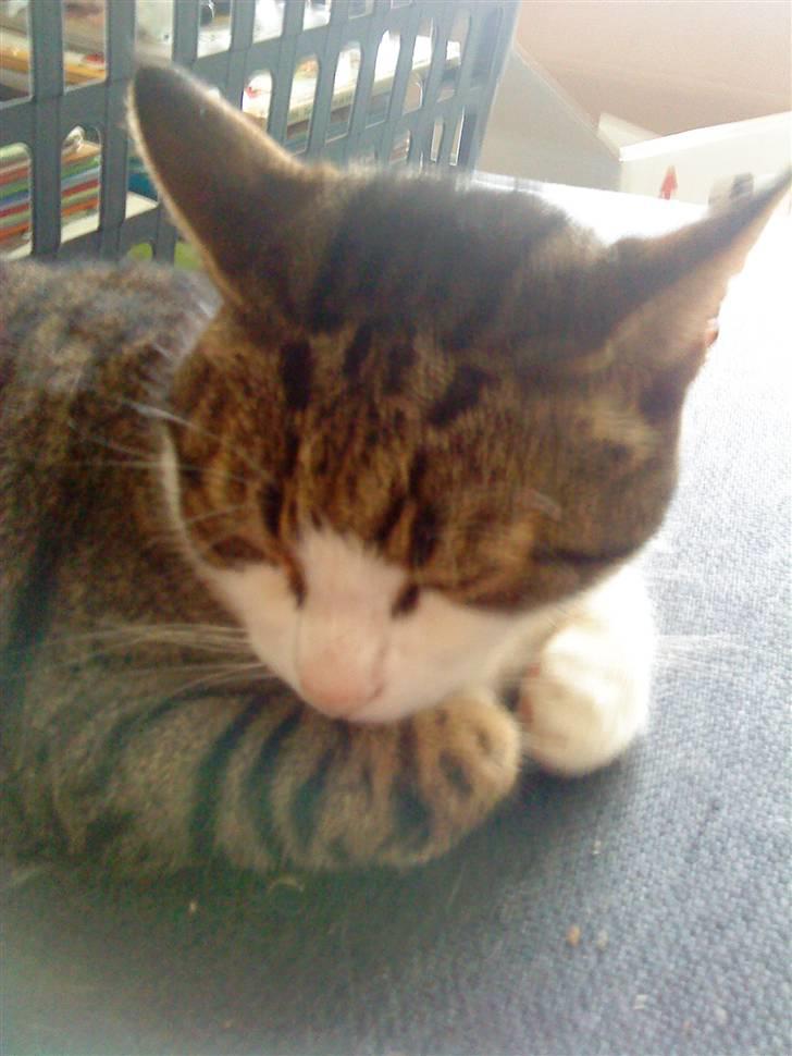 Blanding af racer Hubert //Død// billede 2