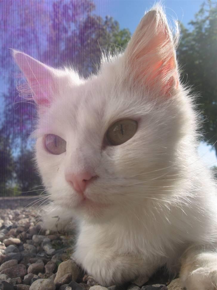 Norsk Skovkat Den smukke Bubbi billede 8