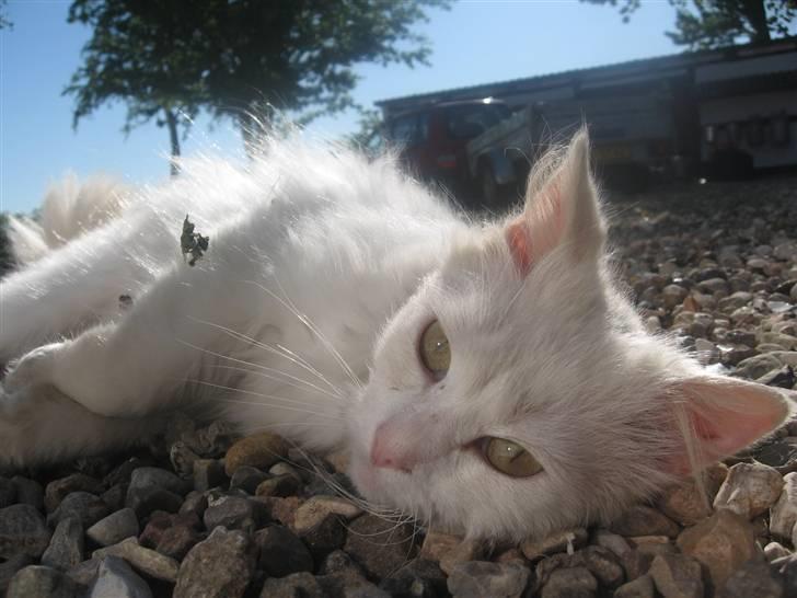 Norsk Skovkat Den smukke Bubbi billede 9