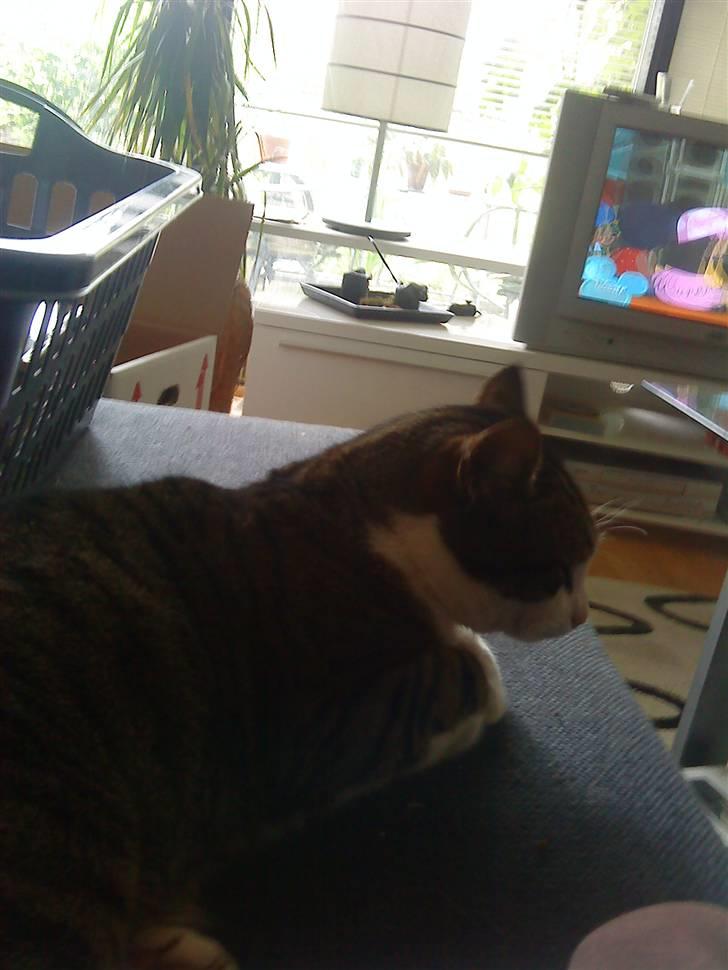 Blanding af racer Hubert //Død// billede 3