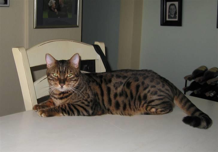 Bengal Orinoco - Orinoco - søn af Amazon billede 1