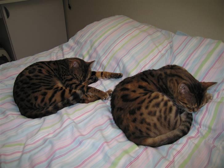 Bengal Orinoco - Fordelen ved ´Bengalere´ - man lærer at sove på gulvet billede 2