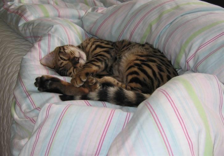 Bengal Orinoco - Lille Noco elsker bløde dyner - hvem gør ikke det? billede 3