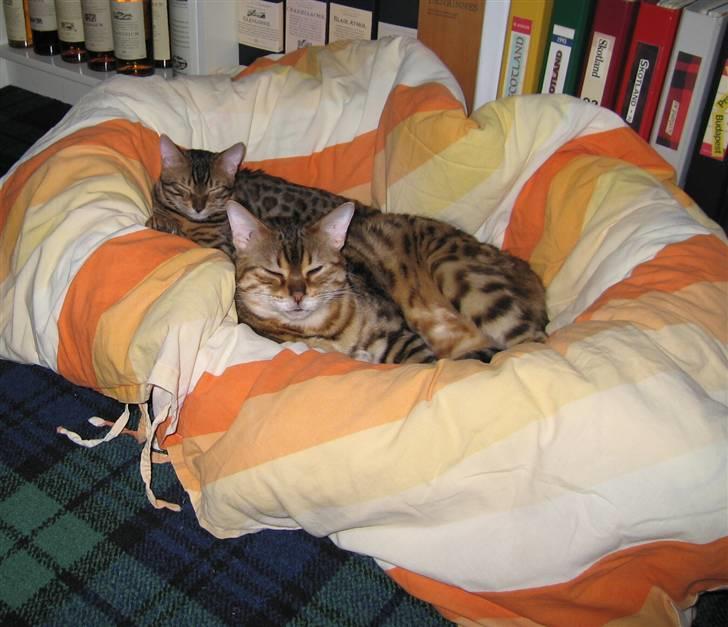 Bengal Orinoco - Noco og den nye storebror - Attila - der er en der kan forsvare ham ! billede 4