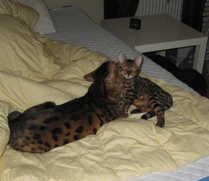 Bengal Orinoco - Attila nusser sin nye lillebror - nu er man ikke alene længere billede 5