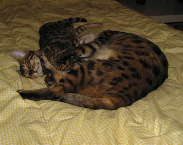 Bengal Orinoco - Pletbanden sover i klump billede 6