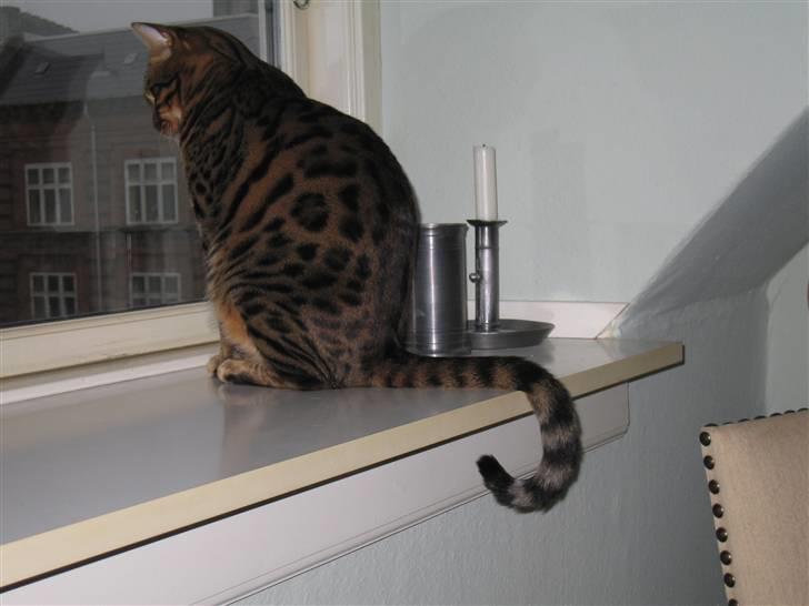 Bengal Orinoco - Slægtens kendetegn - haleføringen ! Eller er det en gris vi har fået ? billede 7