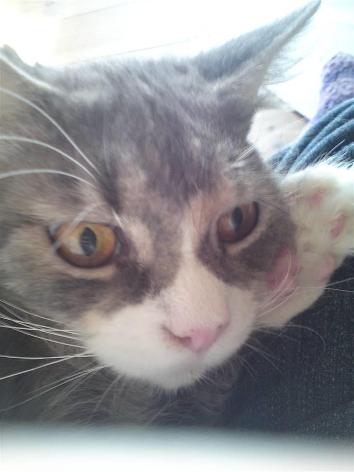 Maine Coon Tøsen - Så ikke tættere på mor billede 1