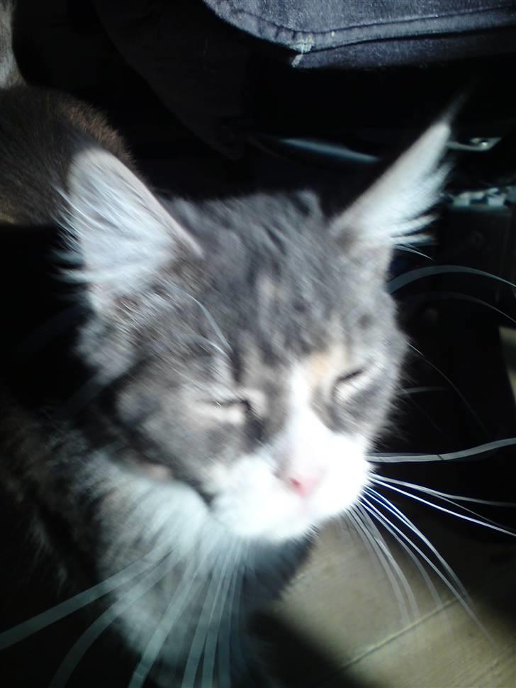 Maine Coon Tøsen - Smil du er på billede 2