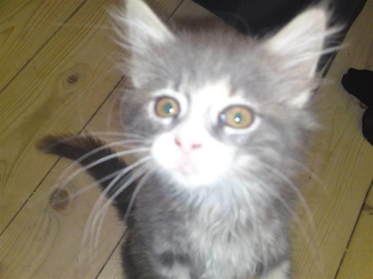 Maine Coon Tøsen - Hvad laver du mor? billede 3