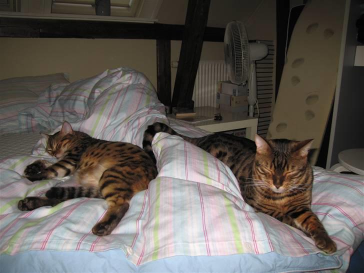 Bengal Orinoco - Man sover tit om kap - nu er Noco lige så stor som Attila  billede 8