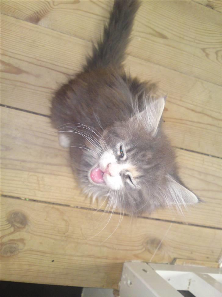 Maine Coon Tøsen - Kom nu med noget mad mor!!!!!!!!!! billede 4