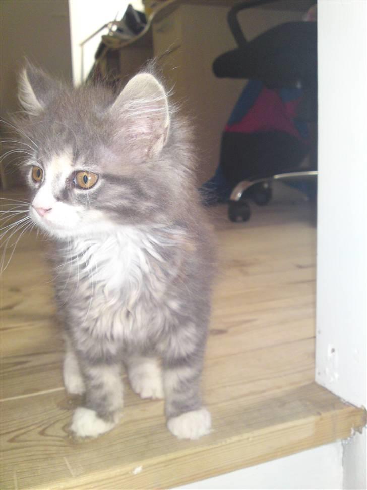 Maine Coon Tøsen - Bare en nuttede killingen billede 5