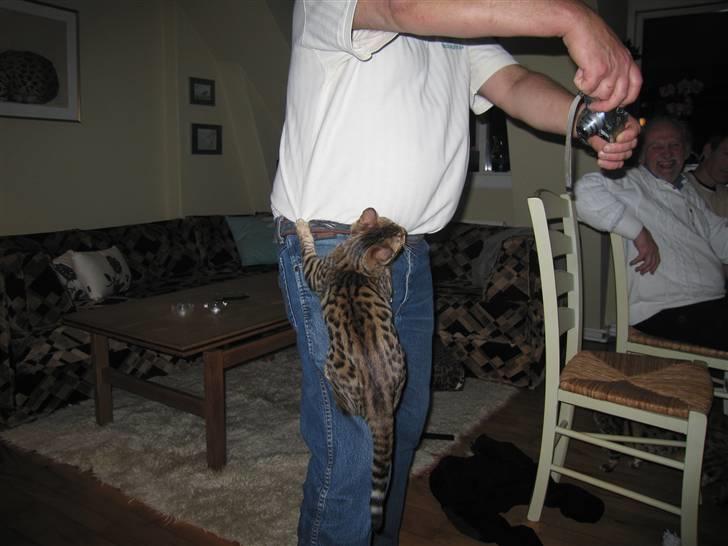 Bengal Orinoco - Noco : ´Jeg VIL ha´ fat i den snor!´ billede 9