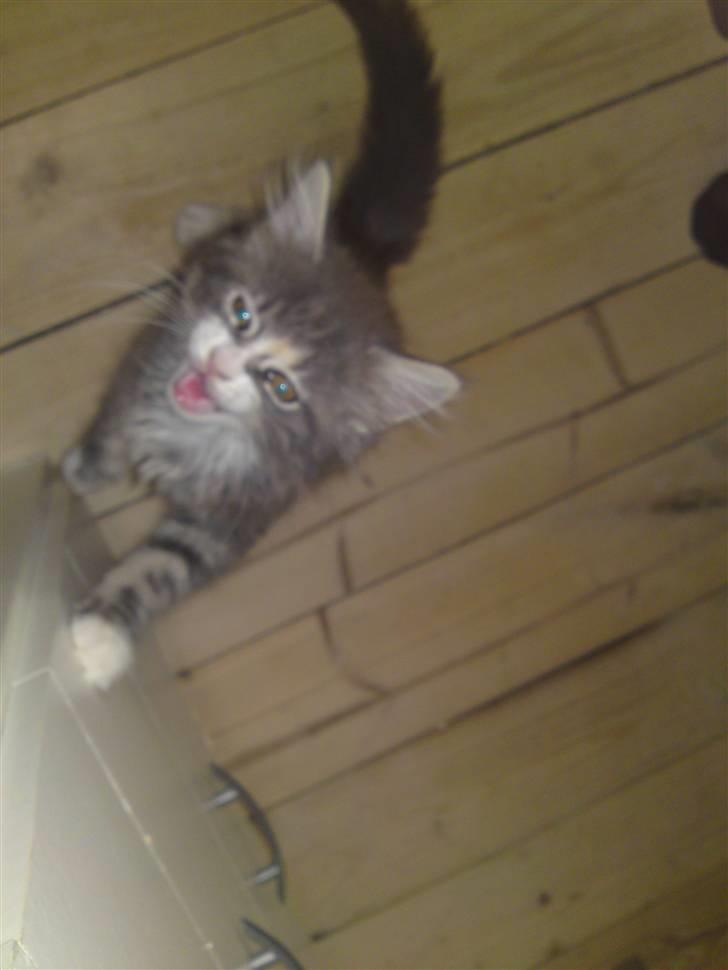 Maine Coon Tøsen billede 6