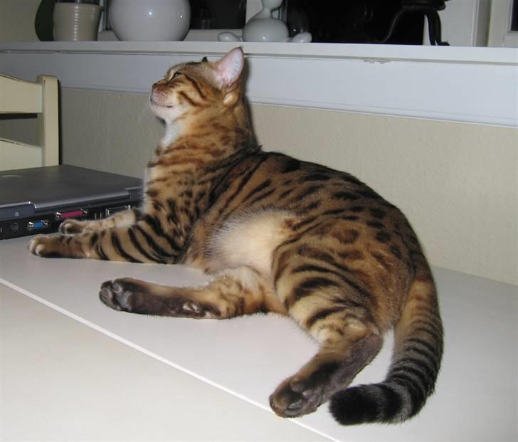 Bengal Orinoco - Attila i royal positur billede 10