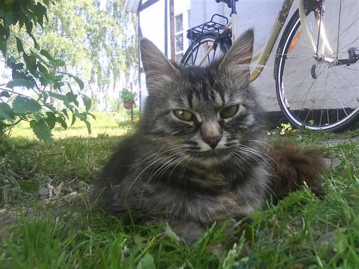 Norsk Skovkat Jimmi (hun er en hunkat) billede 7