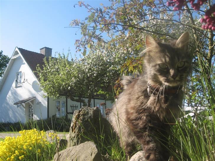 Norsk Skovkat Jimmi (hun er en hunkat) billede 8