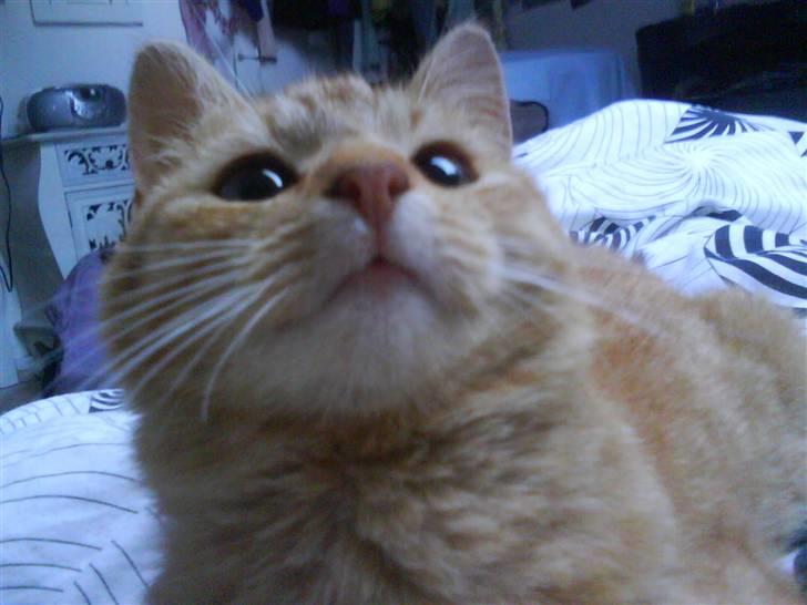 Blanding af racer Den søde Røde R.I.P  billede 11