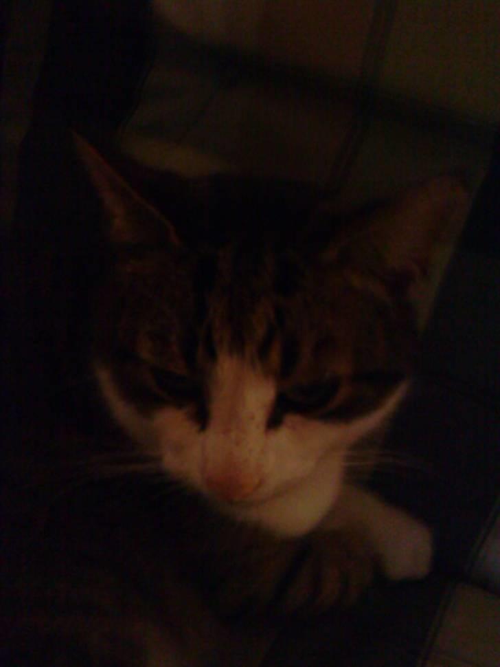 Blanding af racer Hubert //Død// billede 4