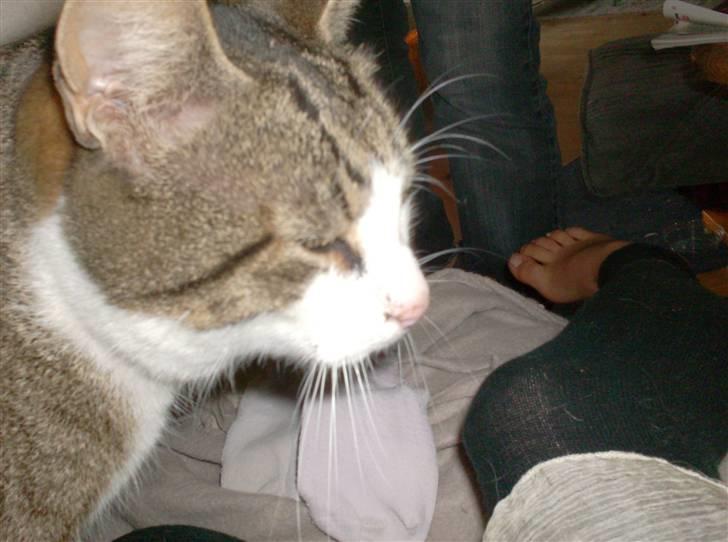 Blanding af racer Hubert //Død// billede 5