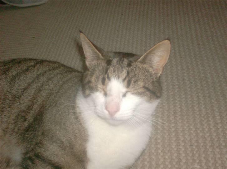 Blanding af racer Hubert //Død// billede 6