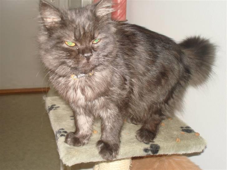 Blanding af racer Sandy Sov sødt min pige - se hvor stor hun er blevet :) billede 9