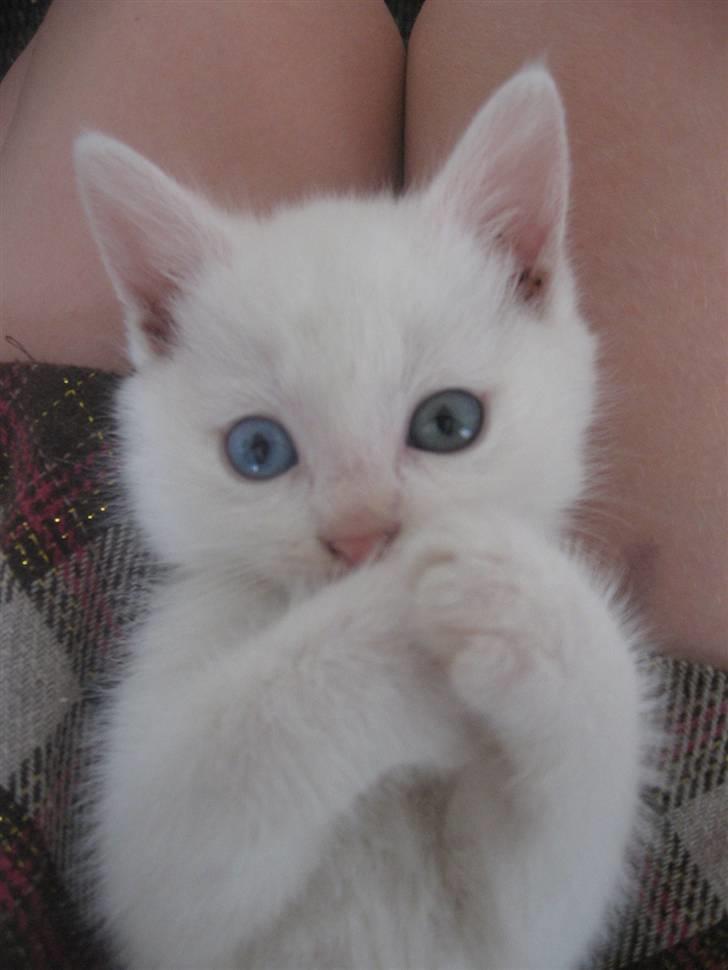 Blanding af racer Charmetrolden Bamse billede 9