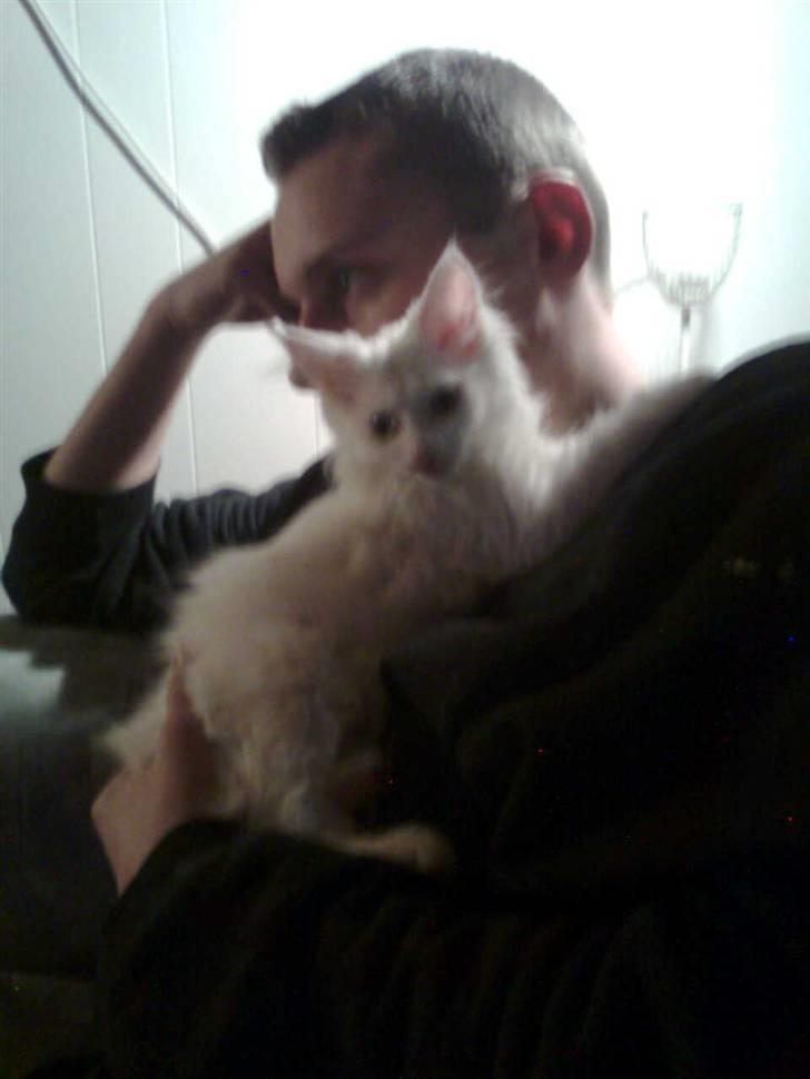 Maine Coon Sapphira *RIP* - Far? hvorfor skal mor altid være så ond? (da hun var blevet vasket første gang) billede 5