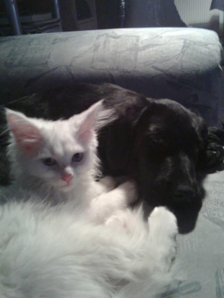 Maine Coon Sapphira *RIP* - Sapphira og Laban efter 3 uger sammen <3 billede 6