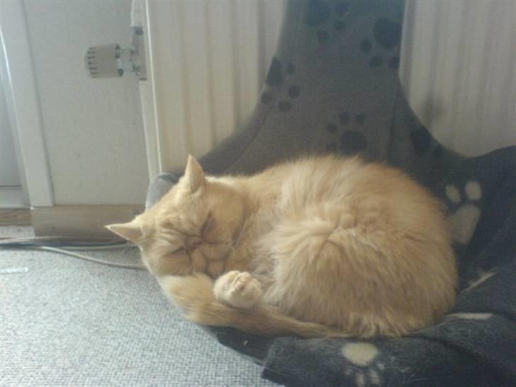 Exotic Gino Larenco R,I.P <3 /; billede 7