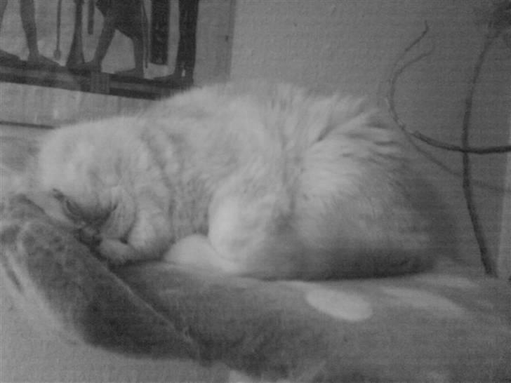 Exotic Gino Larenco R,I.P <3 /; billede 9