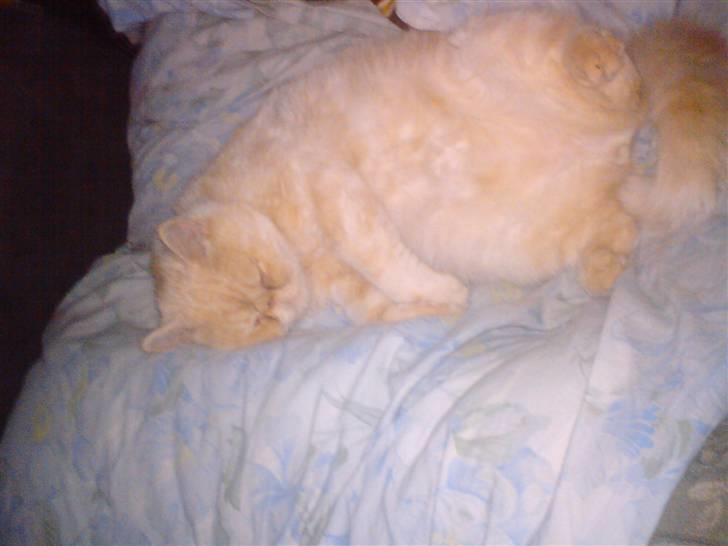 Exotic Gino Larenco R,I.P <3 /; billede 10