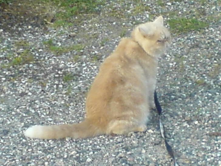 Exotic Gino Larenco R,I.P <3 /; billede 11