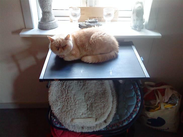 Exotic Gino Larenco R,I.P <3 /; billede 12