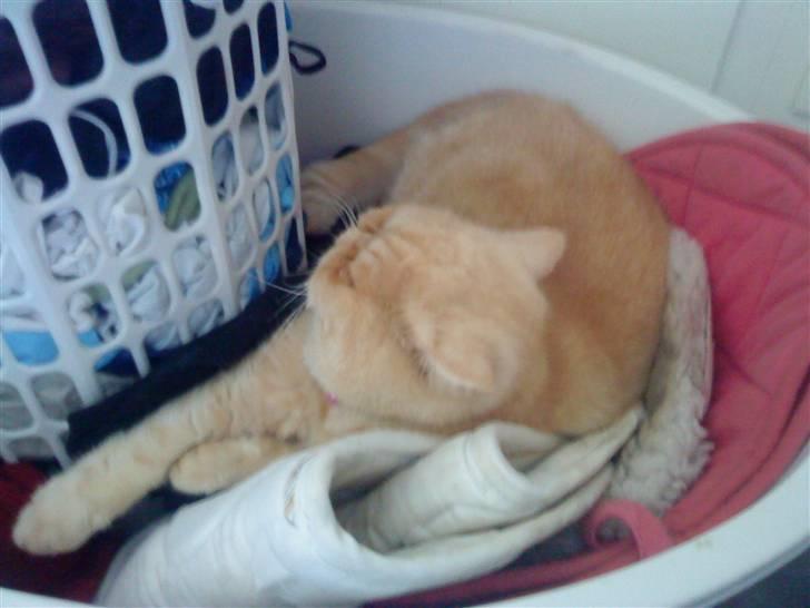 Exotic Gino Larenco R,I.P <3 /; billede 13