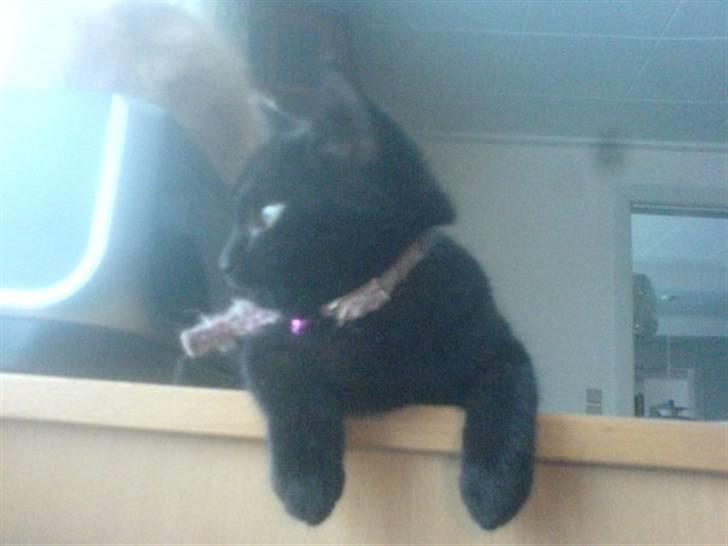 Huskat Sorte R.I.P :( - welkommen til Sortes profil billede 1