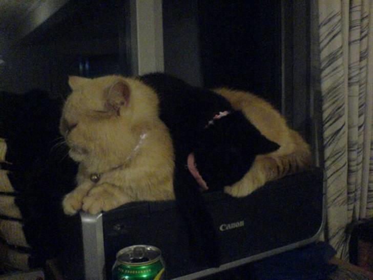 Huskat Sorte R.I.P :( billede 2